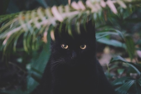 萌宠写真-猫-黑猫-喵星人-动物 图片素材
