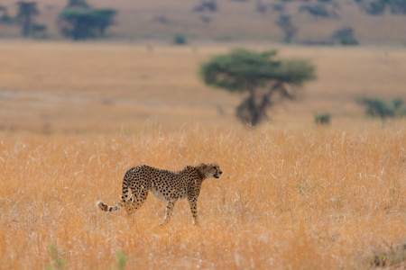 非洲-野生动物-猎豹-塞伦盖蒂保护区-动物 图片素材