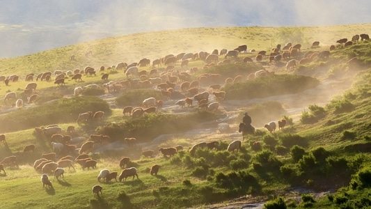 转场-草原-动物-羊群-羊 图片素材