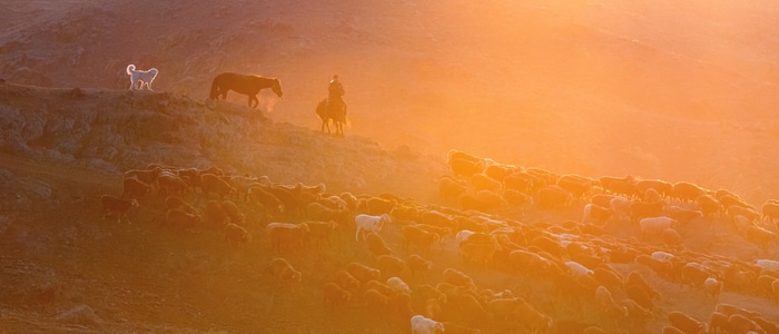 我的2019-新疆-转场-羊群-羊 图片素材