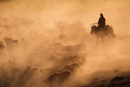 草原-转场-人文-动物-羊群 图片素材