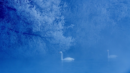天鹅-雾凇-蓝调-天鹅-白天鹅 图片素材