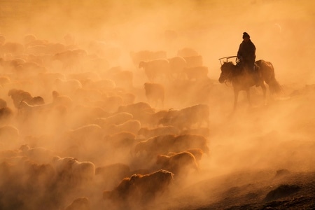 尘世烟火-新疆-牧羊人-羊群-尘土 图片素材