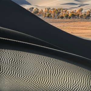 沙漠-胡杨-秋色-质感-线条 图片素材