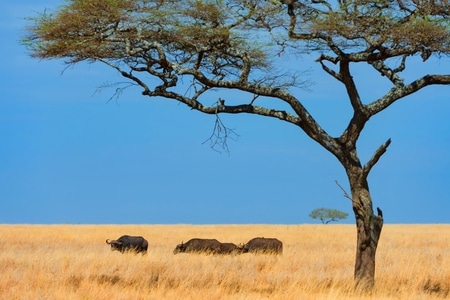 非洲-塞伦盖蒂-非洲野牛-牛-野牛 图片素材