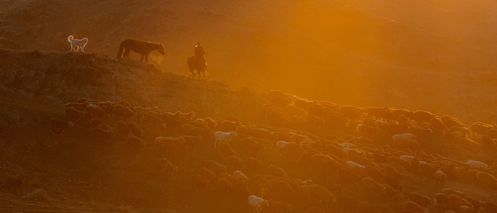 羊群-线条-色彩-光影-日出 图片素材