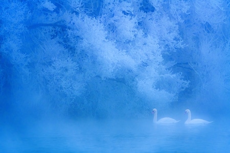 天鹅-雾凇-天鹅-白天鹅-动物 图片素材