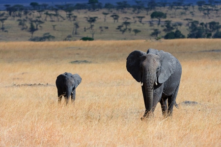母亲节-非洲-非洲象-非洲象-大象 图片素材