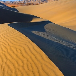 色彩-线条-胡杨-沙漠-沙漠 图片素材
