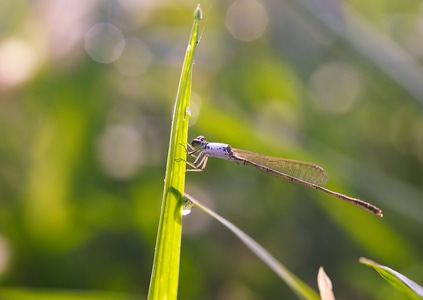 昆虫总动员-灵梦阳-爱拍照与大自然-昆虫-叶子 图片素材