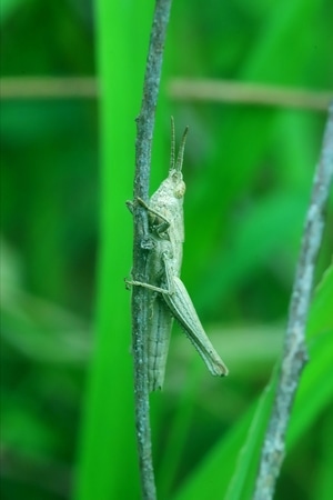 爱拍照与大自然-灵梦阳-昆虫-蚂蚱-树枝 图片素材