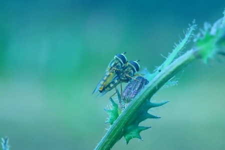 灵梦阳-爱拍照与大自然-昆虫-蜜蜂-叶子 图片素材