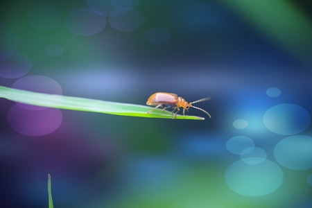 昆虫总动员-灵梦阳-爱拍照与大自然-昆虫-甲虫 图片素材