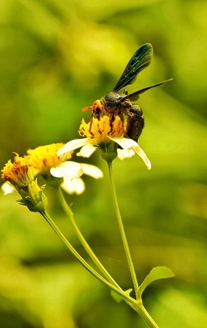 微距-蜂-花朵-叶子-蜜蜂 图片素材