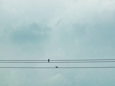 原创-绿色-意境-麻雀-暑假 图片素材