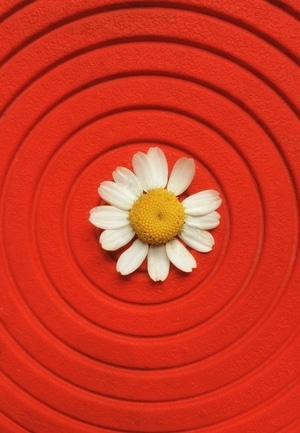 我要上封面-花卉-像素蜜蜂官方账号-色彩-花 图片素材