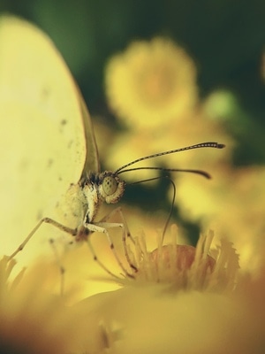 昆虫总动员-像素蜜蜂官方账号-花卉-蝴蝶-昆虫 图片素材