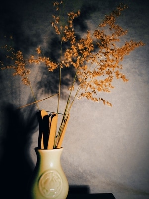 中国风-光影-植物-静物-茶具 图片素材