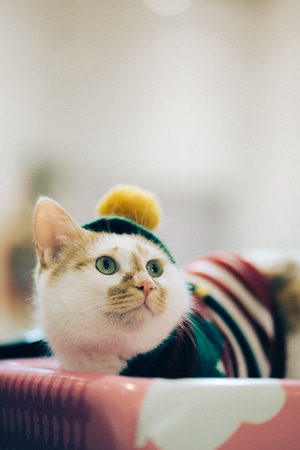 我要上封面-喵-猫-萌猫-宠物 图片素材