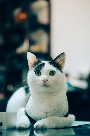 我要上封面-喵-猫-萌猫-宠物 图片素材