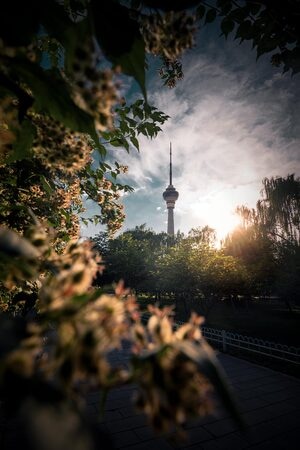 花-日落-环境-城市-光 图片素材