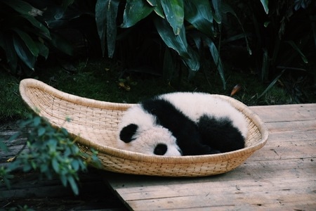 四川-成都-大熊猫-滚滚-动物 图片素材