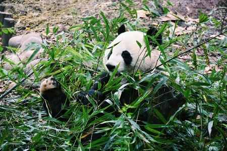 四川-成都-旅行-大熊猫-滚滚 图片素材