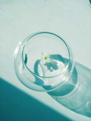 花-玻璃制品-通透-阳光-文艺 图片素材
