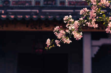 花-宅家-光影-摄影-原创 图片素材
