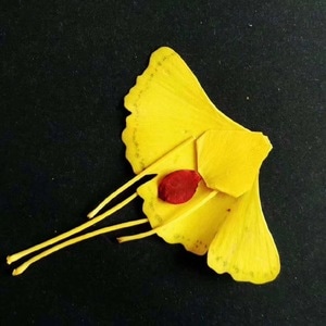 安静的生活-你好-爱生活-银杏叶-树叶 图片素材