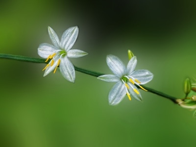 花-生活-植物-花-花朵 图片素材