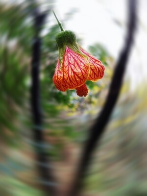 花-欣赏-花-花朵-花卉 图片素材