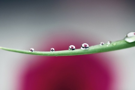 雨露-静物-深圳-水珠-露珠 图片素材