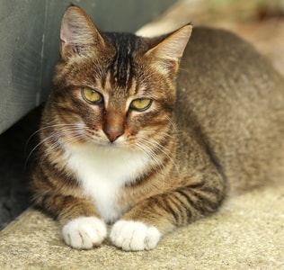 猫猫-莲花山公园-深圳-深圳约拍-猫 图片素材