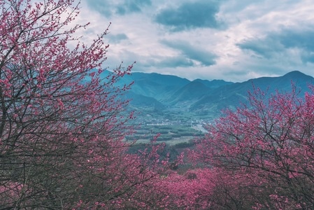 山-云-梅花-梅林-梅花谷 图片素材