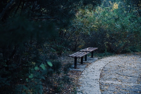 摄会主义-旅行-秋天-长凳-树木 图片素材