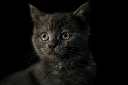 猫-动物-英短猫-黑色-小猫 图片素材