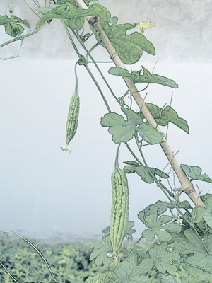 前期后期-你好2020-手机摄影-风景-意境 图片素材