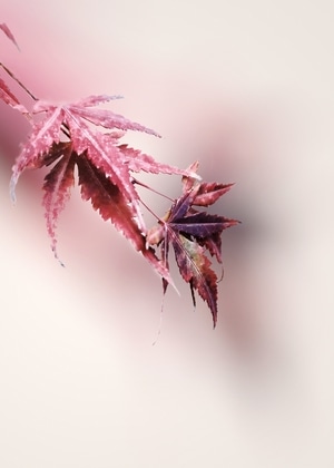 画意摄影-极简-意境-树叶-叶子 图片素材