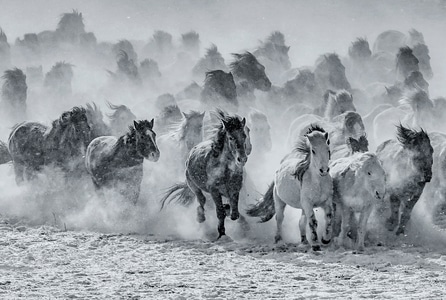 中国风-我要上封面-动物-马-马群 图片素材