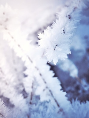 日出-冬天-雪-雪花-雾凇 图片素材