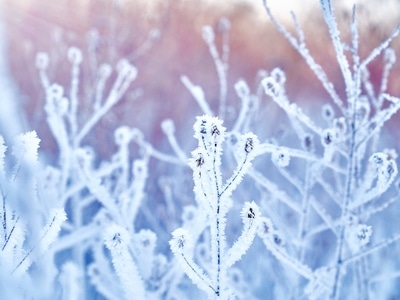 日出-冬天-雪-植物-雪花 图片素材