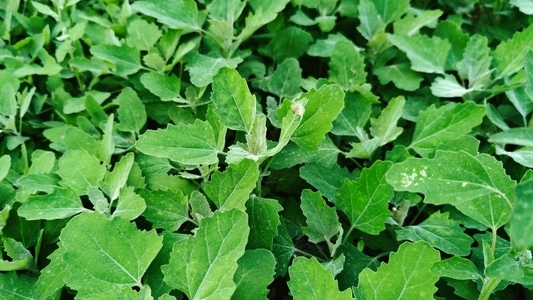 随拍-野菜-叶子-植物-自然 图片素材