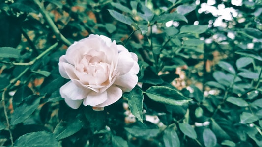 月季-花-花朵-努比亚-色彩 图片素材