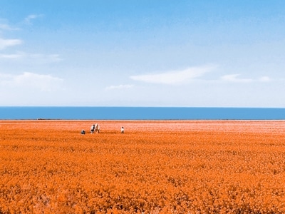 随拍-花-花海-花圃-风景 图片素材