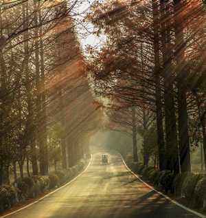 风光-旅行-彩色-树林-道路 图片素材