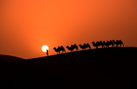 彩色-风光-旅行-人像-骆驼 图片素材