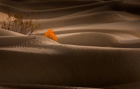 胡杨-沙漠-新疆-彩色-旅行 图片素材