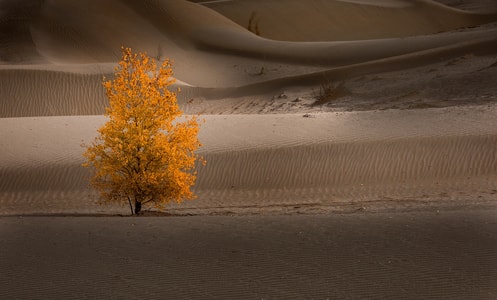 胡杨-沙漠-新疆-彩色-旅行 图片素材