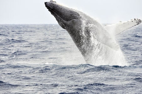 自然-旅行-动物-座头鲸-humpbackwhale 图片素材